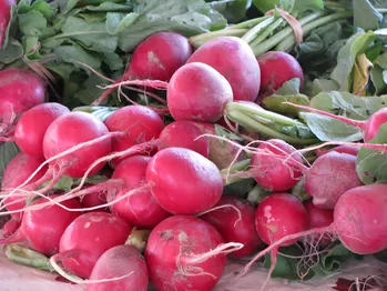 Radise, radise eller daikon? Hvad er disse salte grøntsager, og hvordan er de forskellige?